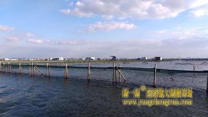 阳澄湖大闸蟹成熟季