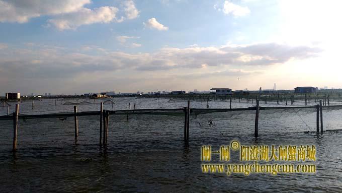 阳澄湖大闸蟹成熟季