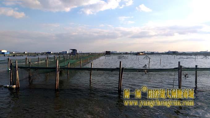 阳澄湖大闸蟹成熟季