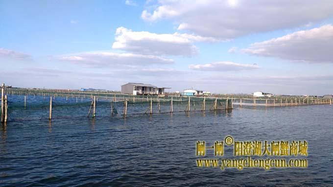 阳澄湖大闸蟹成熟季