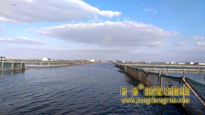 阳澄湖大闸蟹成熟季