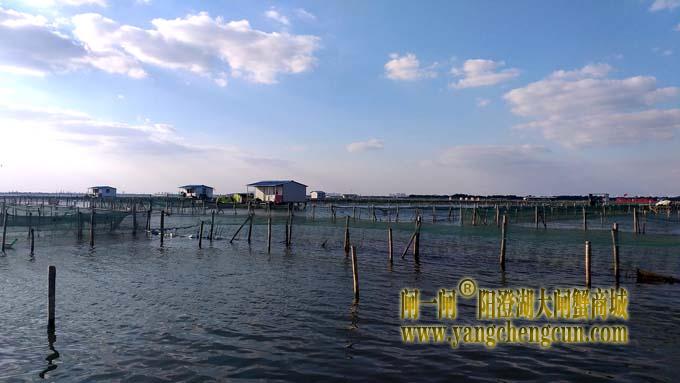 阳澄湖大闸蟹成熟季