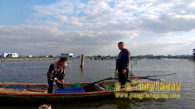 阳澄湖大闸蟹成熟季