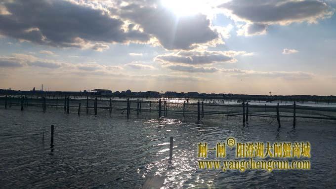 阳澄湖大闸蟹成熟季