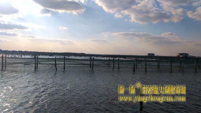 阳澄湖大闸蟹成熟季