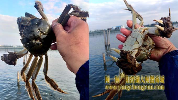 阳澄湖大闸蟹成熟季