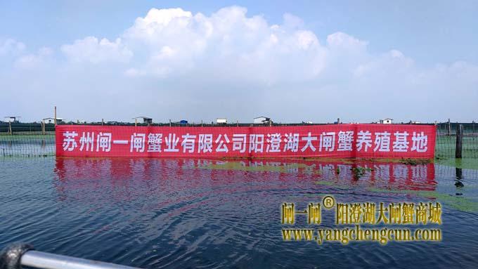 阳澄湖大闸蟹养殖基地 
