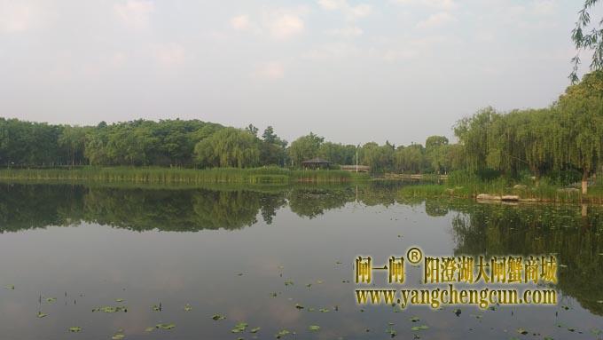 阳澄湖半岛——莲池春晓