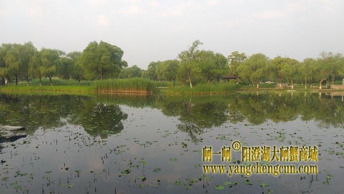 阳澄湖半岛——莲池春晓