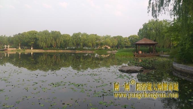 阳澄湖半岛——莲池春晓