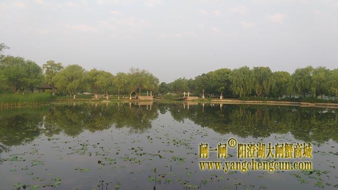 阳澄湖半岛——莲池春晓