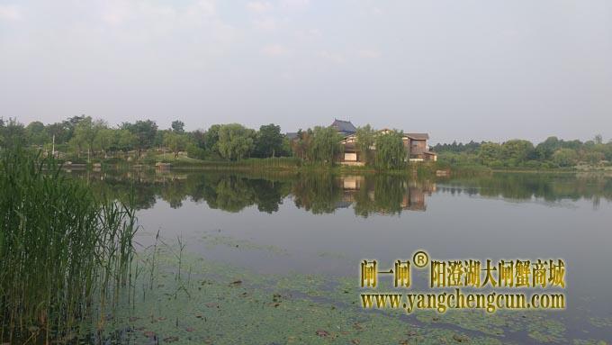 阳澄湖半岛——莲池春晓