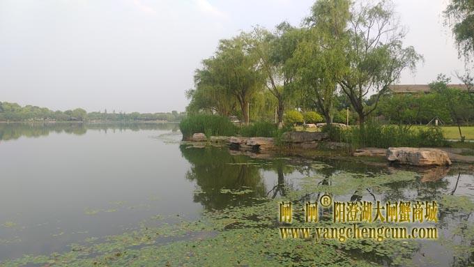 阳澄湖半岛——莲池春晓