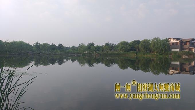 阳澄湖半岛——莲池春晓