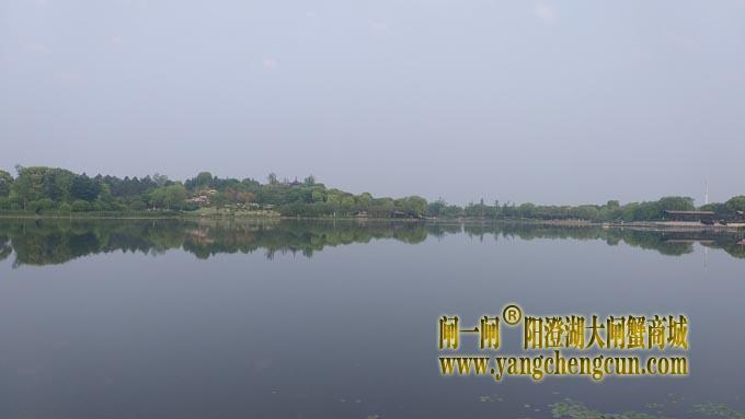 阳澄湖半岛——莲池春晓