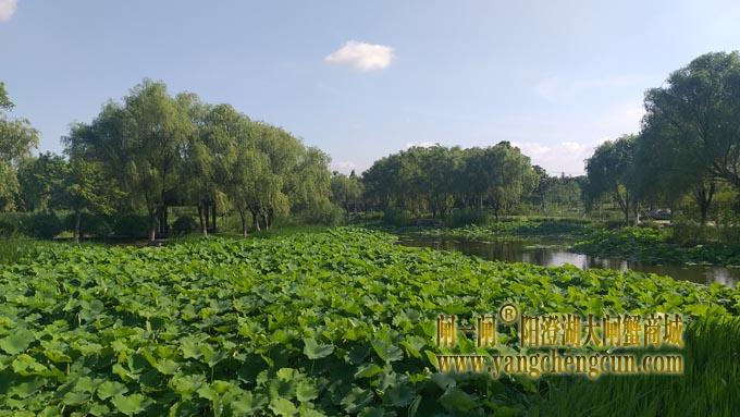 阳澄湖半岛——莲池湖里的转鱼墩