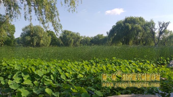 阳澄湖半岛——莲池湖里的转鱼墩