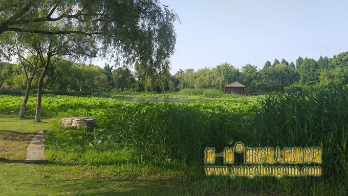 阳澄湖半岛——莲池湖里的转鱼墩