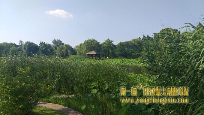 阳澄湖半岛——莲池湖里的转鱼墩