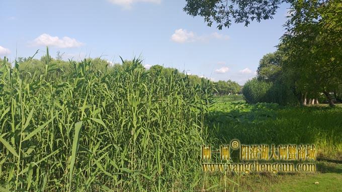 阳澄湖半岛——莲池湖里的转鱼墩