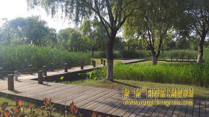 阳澄湖半岛——莲池湖里的转鱼墩