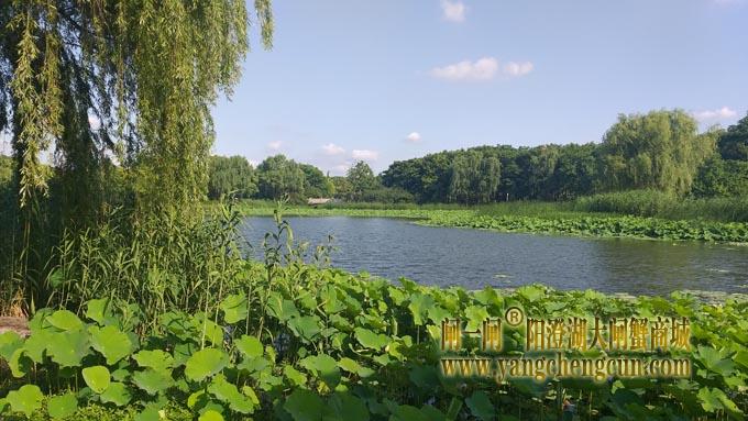 阳澄湖半岛——莲池湖里的转鱼墩