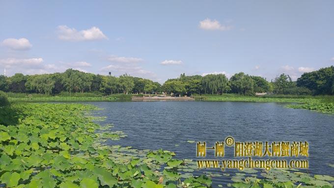 阳澄湖半岛——莲池湖里的转鱼墩