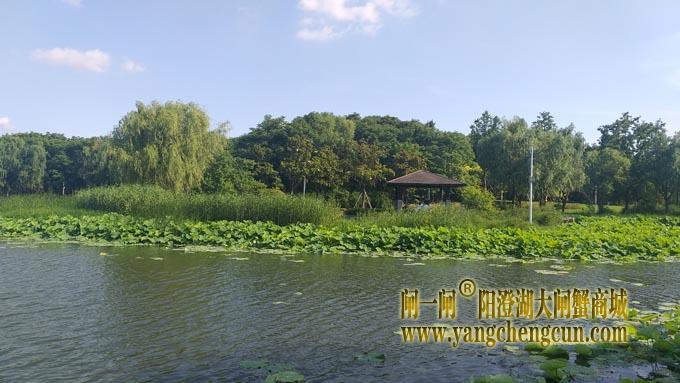 阳澄湖半岛——莲池湖里的转鱼墩