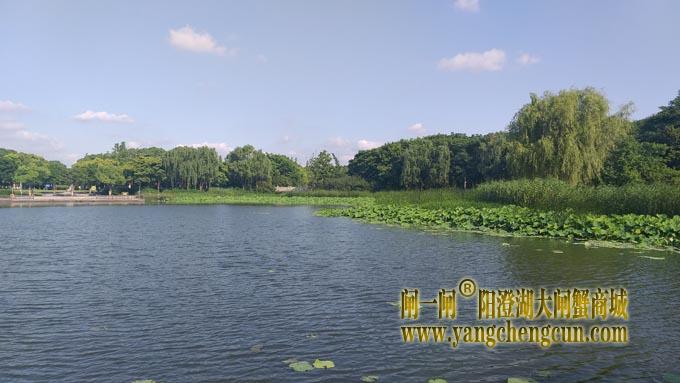 阳澄湖半岛——莲池湖里的转鱼墩