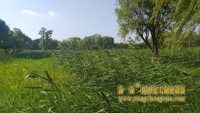 阳澄湖半岛——莲池湖里的转鱼墩