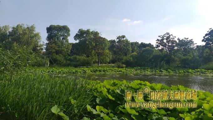 阳澄湖半岛——莲池湖里的转鱼墩