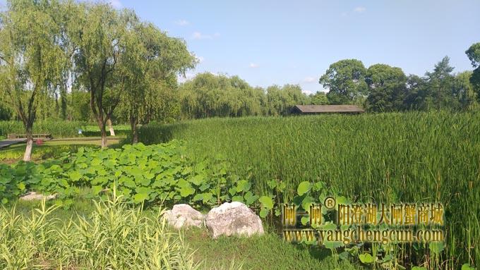 阳澄湖半岛——莲池湖里的转鱼墩