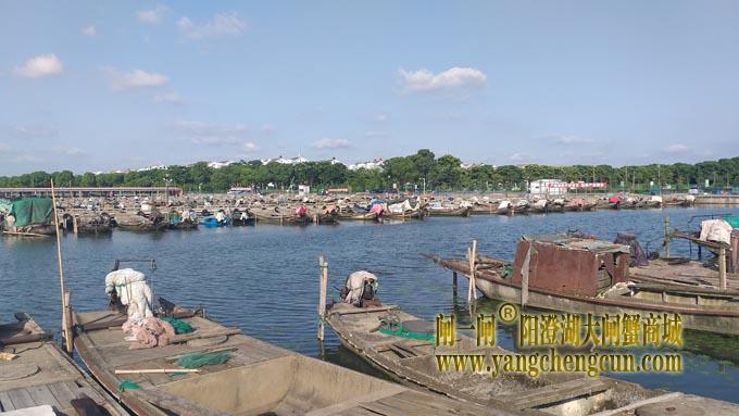 阳澄湖半岛蟹农码头