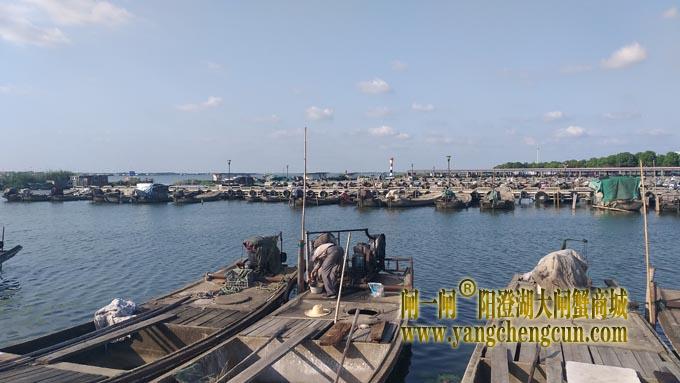 阳澄湖半岛蟹农码头