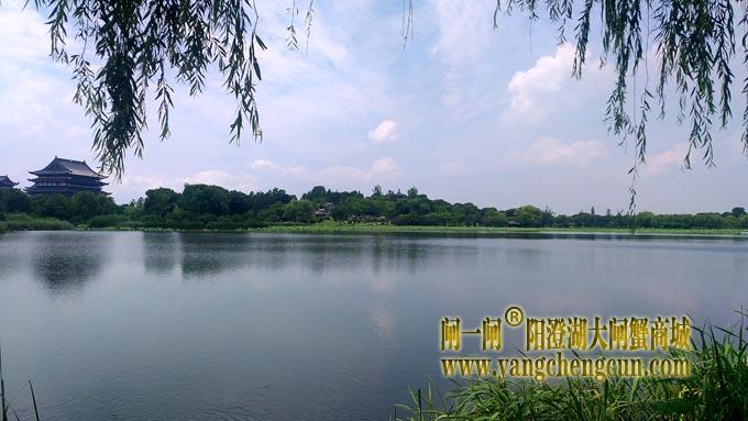 阳澄湖半岛——莲池湖的荷花开了