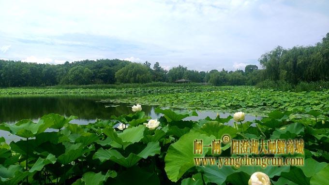 阳澄湖半岛——莲池湖的荷花开了