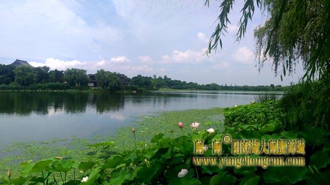 阳澄湖半岛——莲池湖的荷花开了