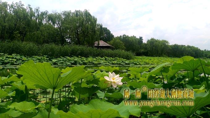 阳澄湖半岛——莲池湖的荷花开了