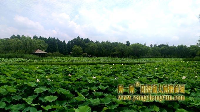 阳澄湖半岛——莲池湖的荷花开了