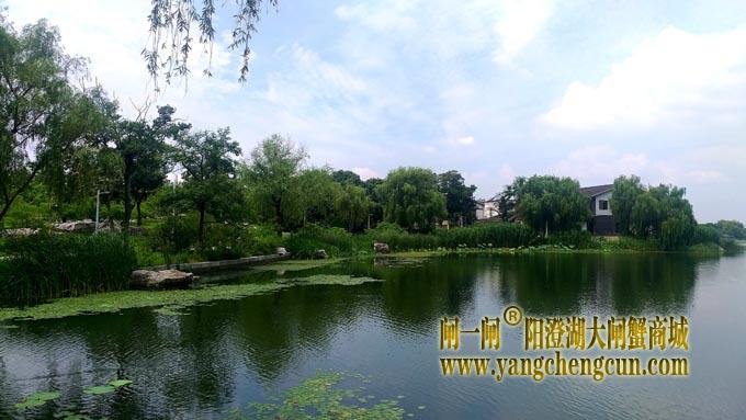 阳澄湖半岛——莲池湖的荷花开了