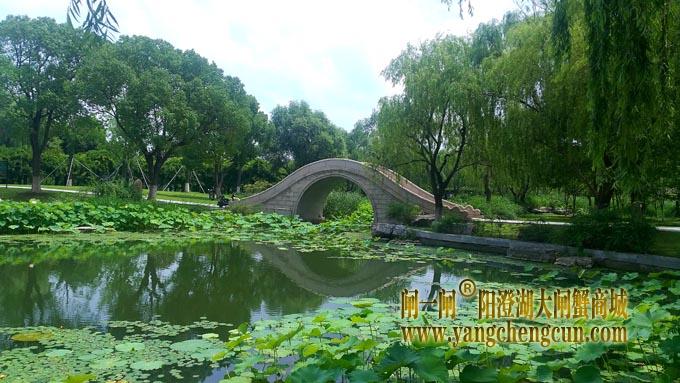 阳澄湖半岛——莲池湖的荷花开了