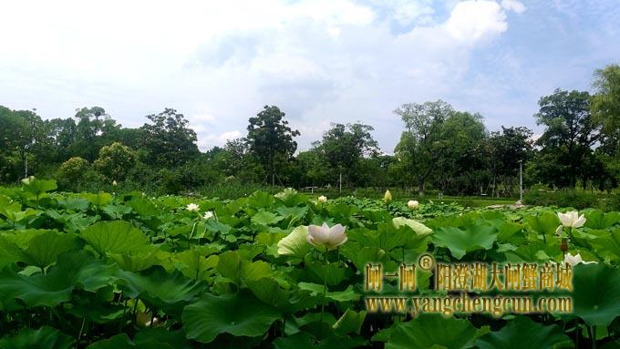 阳澄湖半岛——莲池湖的荷花开了