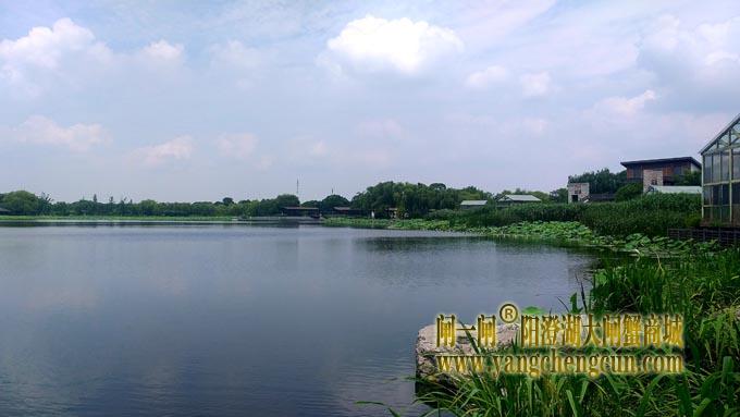 阳澄湖半岛——莲池湖的荷花开了