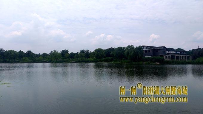 阳澄湖半岛——莲池湖的荷花开了