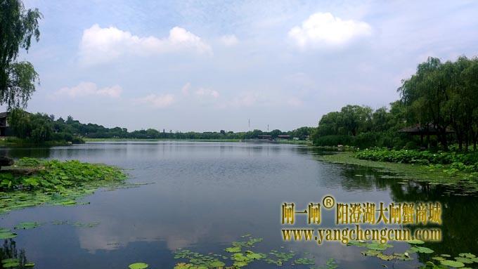 阳澄湖半岛——莲池湖的荷花开了