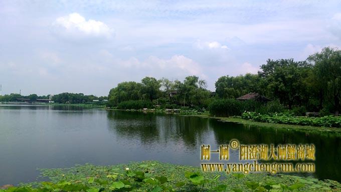 阳澄湖半岛——莲池湖的荷花开了