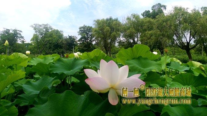 阳澄湖半岛——莲池湖的荷花开了