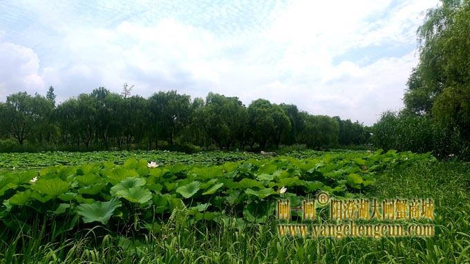 阳澄湖半岛——莲池湖的荷花开了