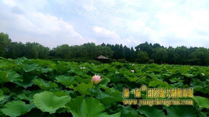 阳澄湖半岛——莲池湖的荷花开了
