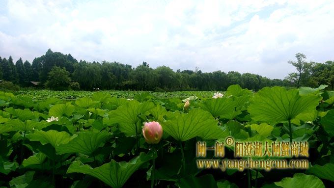 阳澄湖半岛——莲池湖的荷花开了
